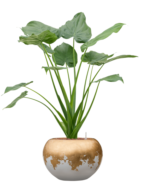 alocasia cucullata in baq luxe lite glossy hydrocultuur diam 39cm h 105cm