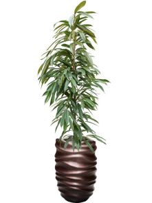 Ficus binnendijkii ‘Amstel King‘ in Baq Gradient Lee, diam: 40cm, H: 184cm