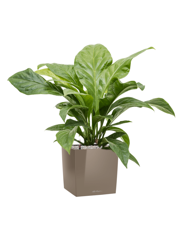 anthurium ellipticum jungle bush in lechuza cube premium l 30cm h 79cm
