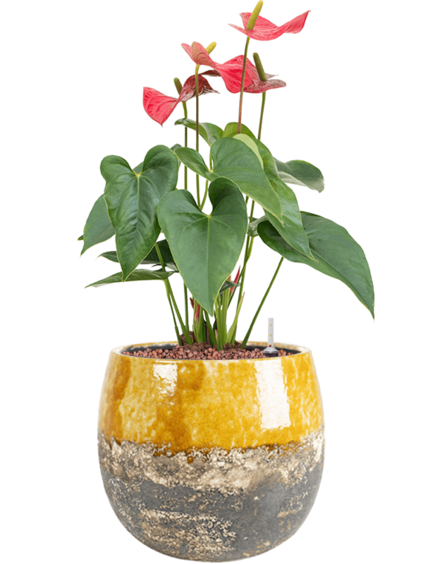 anthurium andraeanum sierra in lindy hydrocultuur diam 23cm h 50cm