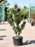 acer palmatum shishigashira 120150 stam h 135cm b 70cm potmaat 50cm