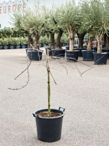Acer palmatum ‘Tamukeyama‘ (140-160), Stam, H: 150cm, B: 100cm, potmaat: 45cm
