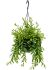 aeschynanthus japhrolepis hanger h 55cm b 30cm potmaat 15cm