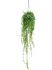 aeschynanthus japhrolepis xxl hanger h 90cm b 40cm potmaat 15cm