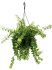 aeschynanthus twister hanger h 25cm b 35cm potmaat 15cm