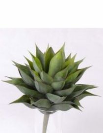 Agave compact, H: 28cm