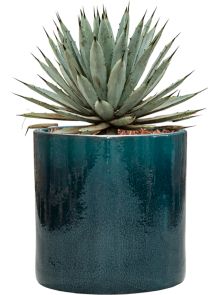 Agave macroacantha in Cylinder, Grond outdoor met Boomschors, diam: 30cm, H: 40cm