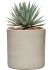agave macroacantha in cylinder grond outdoor met boomschors diam 30cm h 41cm