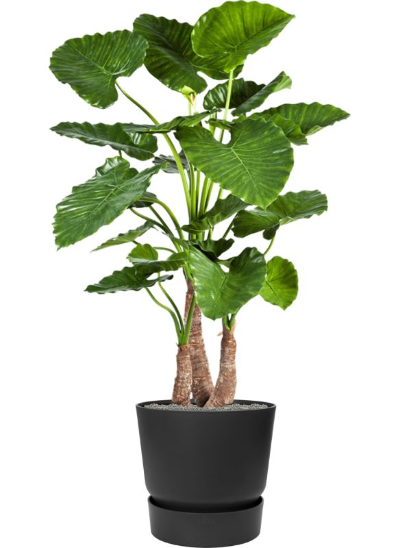 alocasia calidora in greenville zijde verlijmd diam 47cm h 161cm