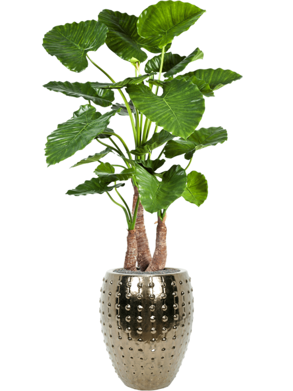 alocasia calidora in laos zijde verlijmd diam 44cm h 172cm