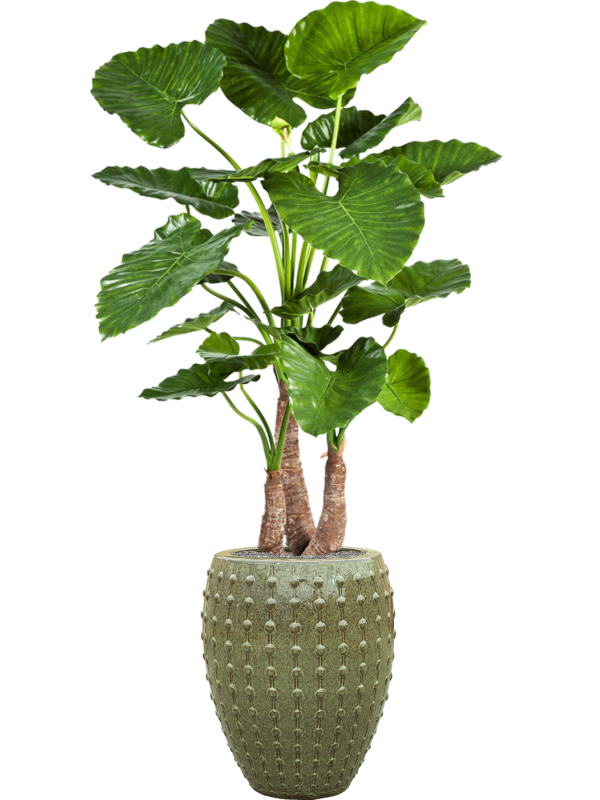 alocasia calidora in laos zijde verlijmd diam 44cm h 172cm