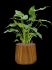 alocasia cucullata in capi nature groove hydrocultuur diam 27cm h 61cm