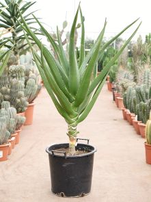 Aloe bainesii (barberae), Stam, H: 140cm, B: 90cm, potmaat: 40cm