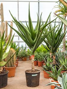 Aloe bainesii (barberae), Stam, H: 170cm, B: 100cm, potmaat: 32cm