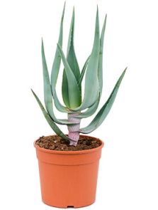 Aloe comosa, H: 50cm, B: 30cm, potmaat: 16cm