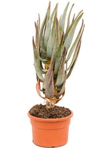 Aloe dichotoma, H: 50cm, B: 25cm, potmaat: 19cm
