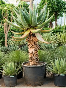 Aloe marlothii, Stam, H: 180cm, B: 90cm, potmaat: 60cm