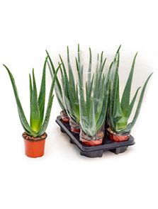 Aloe vera barbadensis 6/tray, H: 35cm, B: 20cm, potmaat: 12cm