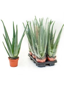 Aloe vera barbadensis 6/tray, H: 45cm, B: 25cm, potmaat: 14cm