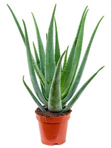 Aloe vera barbadensis, H: 70cm, B: 40cm, potmaat: 19cm