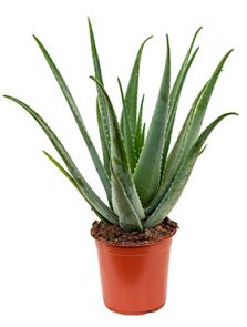 Aloe vera barbadensis, H: 75cm, B: 40cm, potmaat: 24cm