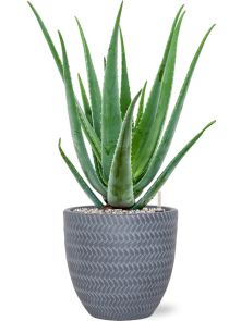 Aloe vera barbadensis in Baq Angle, Grond (Vulkastrat), diam: 24cm, H: 63cm