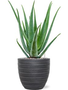 Aloe vera barbadensis in Baq Angle, Grond (Vulkastrat), diam: 24cm, H: 64cm