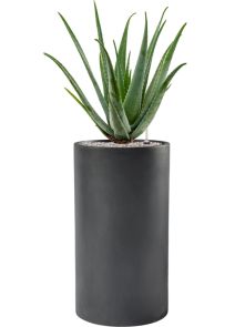 Aloe vera barbadensis in Baq Basic, Grond (Vulkastrat), diam: 40cm, H: 118cm