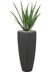 Aloe vera barbadensis in Baq Polystone Plain, Grond (Vulkastrat), diam: 30cm, H: 120cm