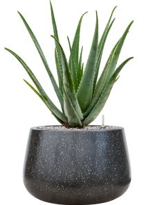 Aloe vera barbadensis in Baq Terrazzo, Grond (Vulkastrat), diam: 37cm, H: 83cm