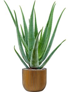 Aloe vera barbadensis in Capi Nature Groove, Grond (Vulkastrat), diam: 24cm, H: 79cm