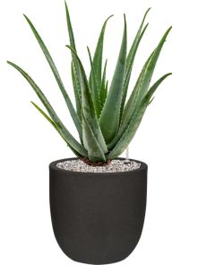 Aloe vera barbadensis in Capi Urban Smooth NL, Grond (Vulkastrat), diam: 35cm, H: 82cm