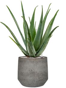 Aloe vera barbadensis in Cement & Stone, Grond (Vulkastrat), diam: 32cm, H: 79cm