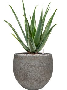 Aloe vera barbadensis in Cement & Stone, Grond (Vulkastrat), diam: 30cm, H: 86cm