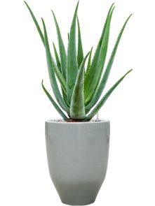 Aloe vera barbadensis in One and Only, Grond (Vulkastrat), diam: 25cm, H: 71cm