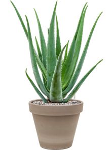 Aloe vera barbadensis in Terra Cotta, Grond (Vulkastrat), diam: 24,5cm, H: 61cm