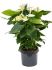 anthurium andraeanum alaska bush wit h 85cm b 50cm potmaat 26cm