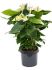 anthurium andraeanum alaska bush wit h 85cm b 50cm potmaat 26cm