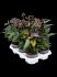 anthurium andraeanum black 6tray zwart h 35cm b 30cm potmaat 12cm