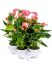 anthurium andraeanum livium 4tray bush roze h 50cm b 30cm potmaat 14cm