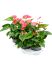 anthurium andraeanum maine 4tray bush roze h 65cm b 35cm potmaat 17cm