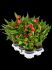 anthurium andraeanum million flower 6tray rood h 35cm b 30cm potmaat 12cm