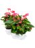 anthurium andraeanum pink champion 4tray bush roze h 55cm b 35cm potmaat 17cm