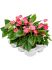 anthurium andraeanum pink champion 6tray roze h 40cm b 30cm potmaat 12cm