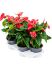 anthurium andraeanum sierra4tray bush rood h 55cm b 35cm potmaat 17cm