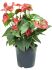 anthurium andraeanum sierra bush rood h 70cm b 50cm potmaat 27cm