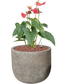 Anthurium andraeanum ‘Sierra‘ in Cement, Hydrocultuur, diam: 25cm, H: 52cm