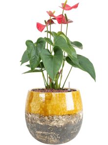 Anthurium andraeanum ‘Sierra‘ in Lindy, Hydrocultuur, diam: 23cm, H: 50cm