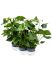 anthurium andraeanum sierra white 6tray bush wit h 65cm b 35cm potmaat 17cm