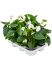 anthurium andraeanum sierra white 6tray wit h 40cm b 30cm potmaat 12cm